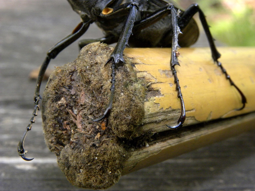 Lucanus cervus (Cervo volante)