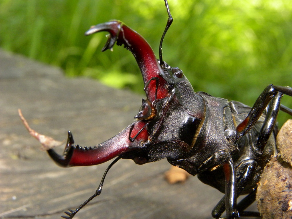 Lucanus cervus (Cervo volante)