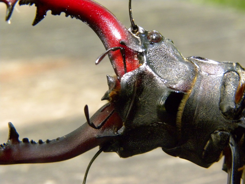 Lucanus cervus (Cervo volante)