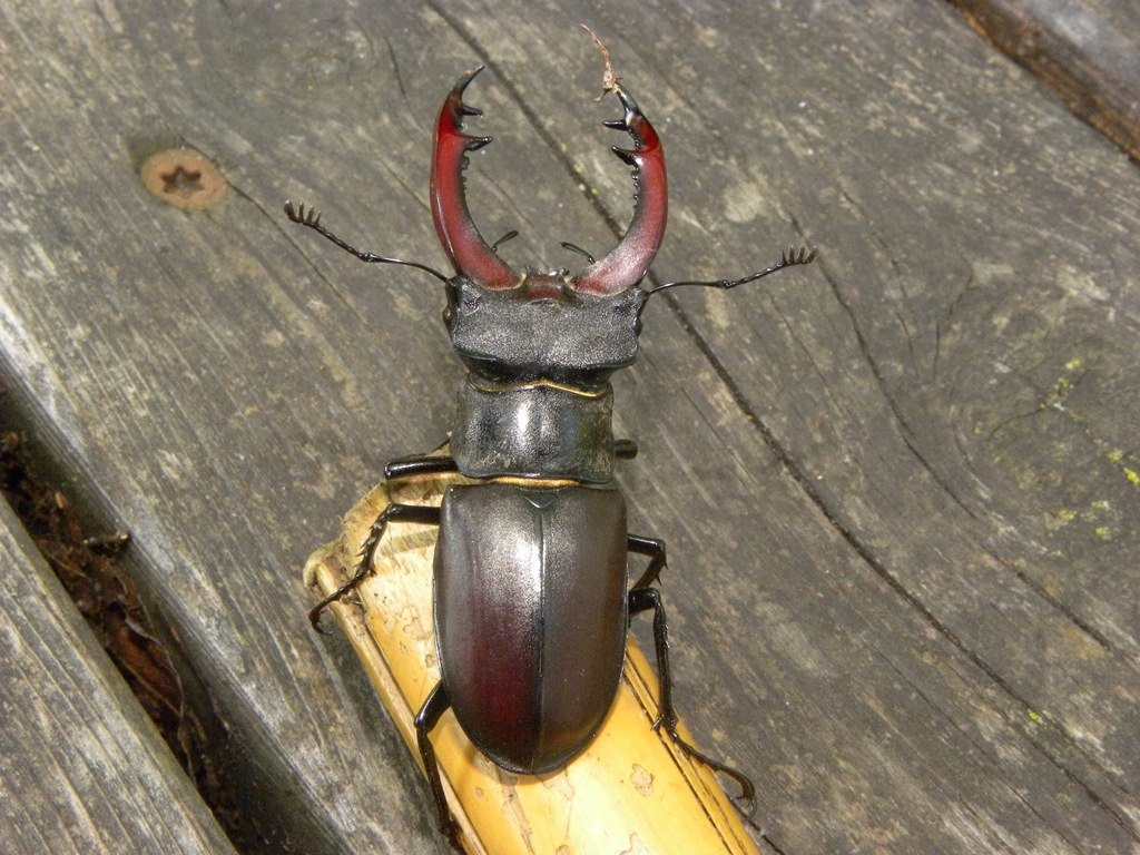 Lucanus cervus (Cervo volante)