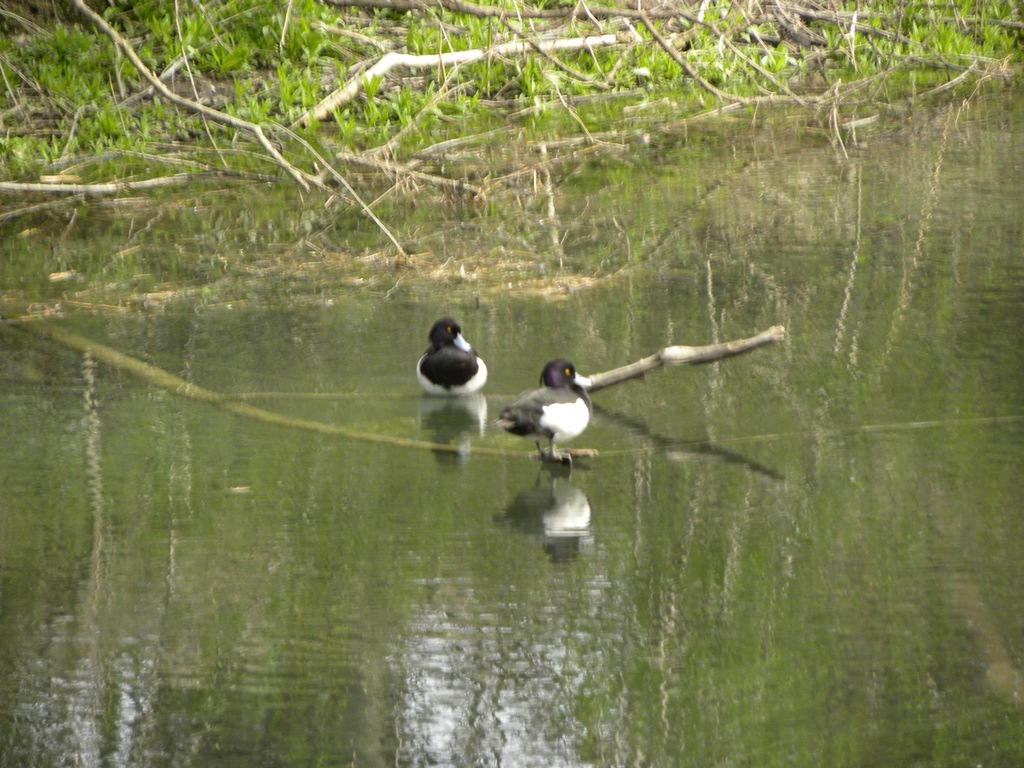 Richiesta identificazione a quiz.