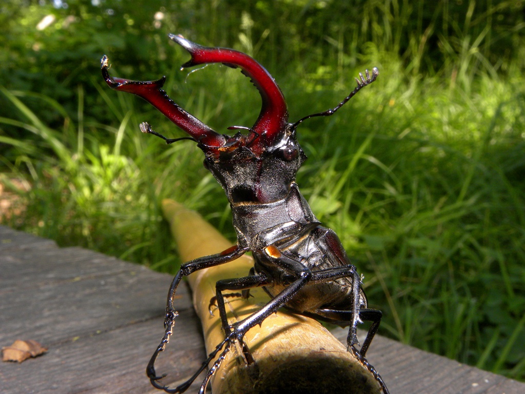 Lucanus cervus (Cervo volante)