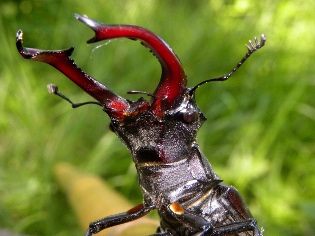 Lucanus cervus (Cervo volante)