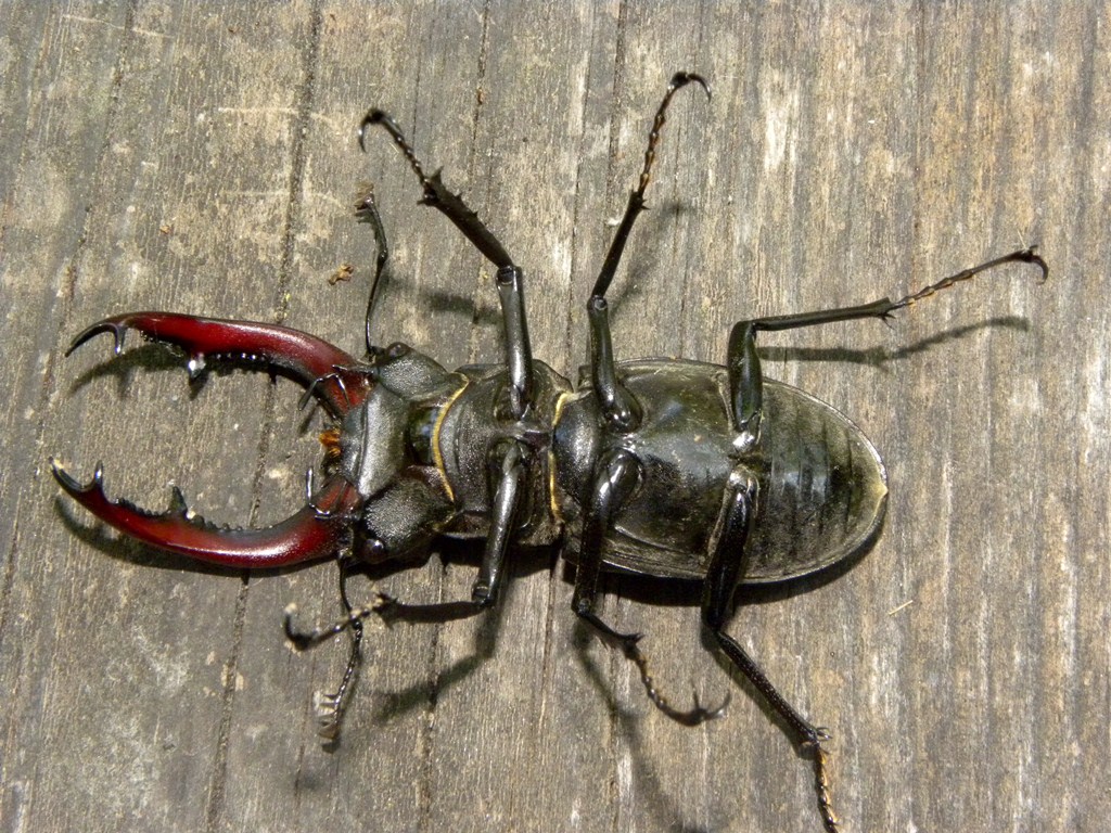 Lucanus cervus (Cervo volante)