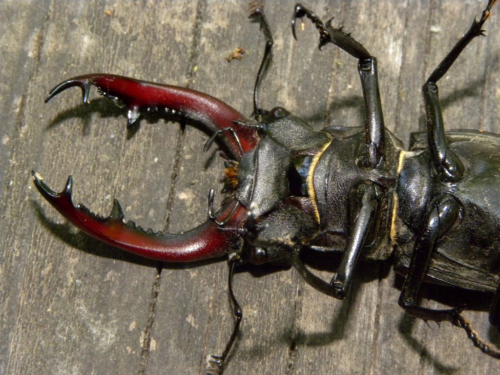Lucanus cervus (Cervo volante)