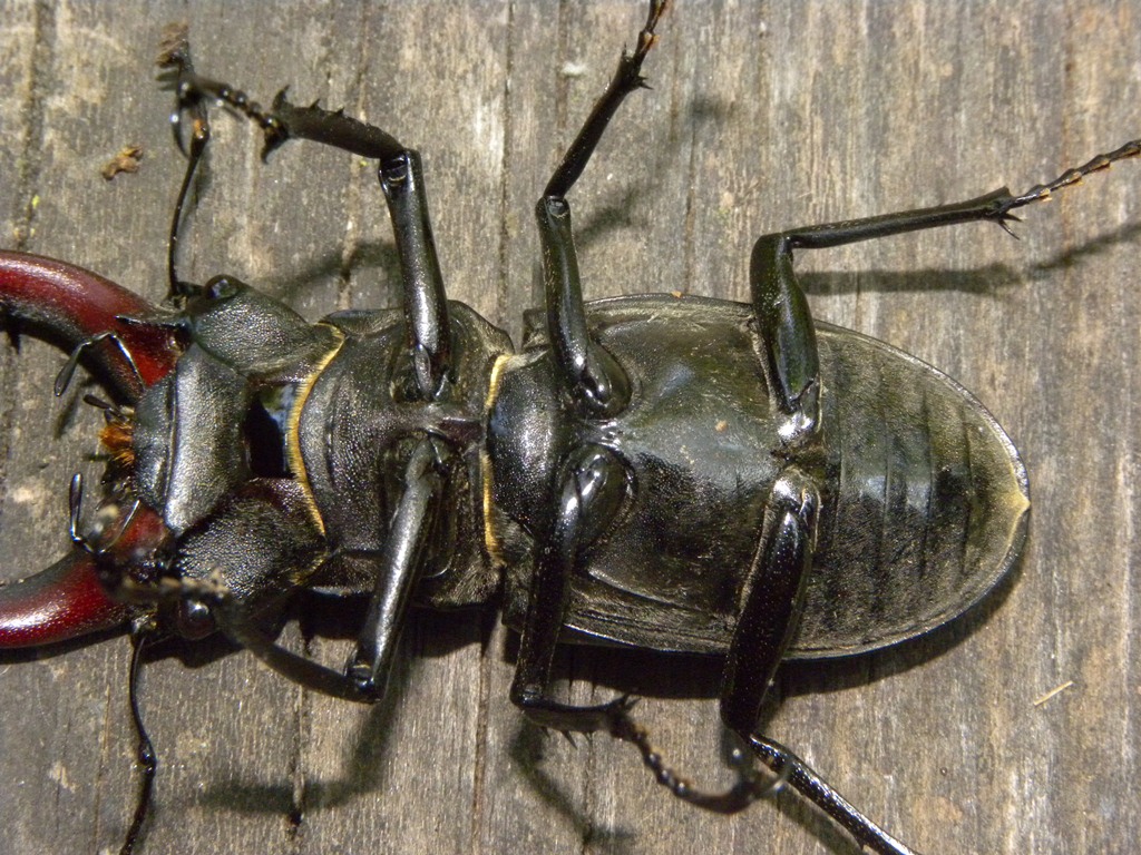 Lucanus cervus (Cervo volante)