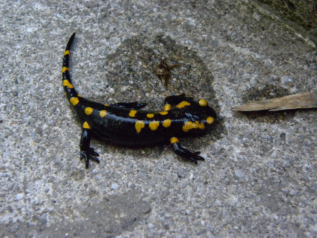 Primi incontri in Val Pesarina
