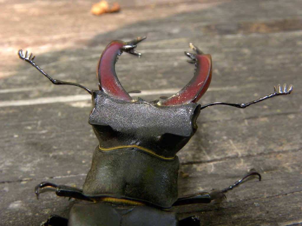 Lucanus cervus (Cervo volante)
