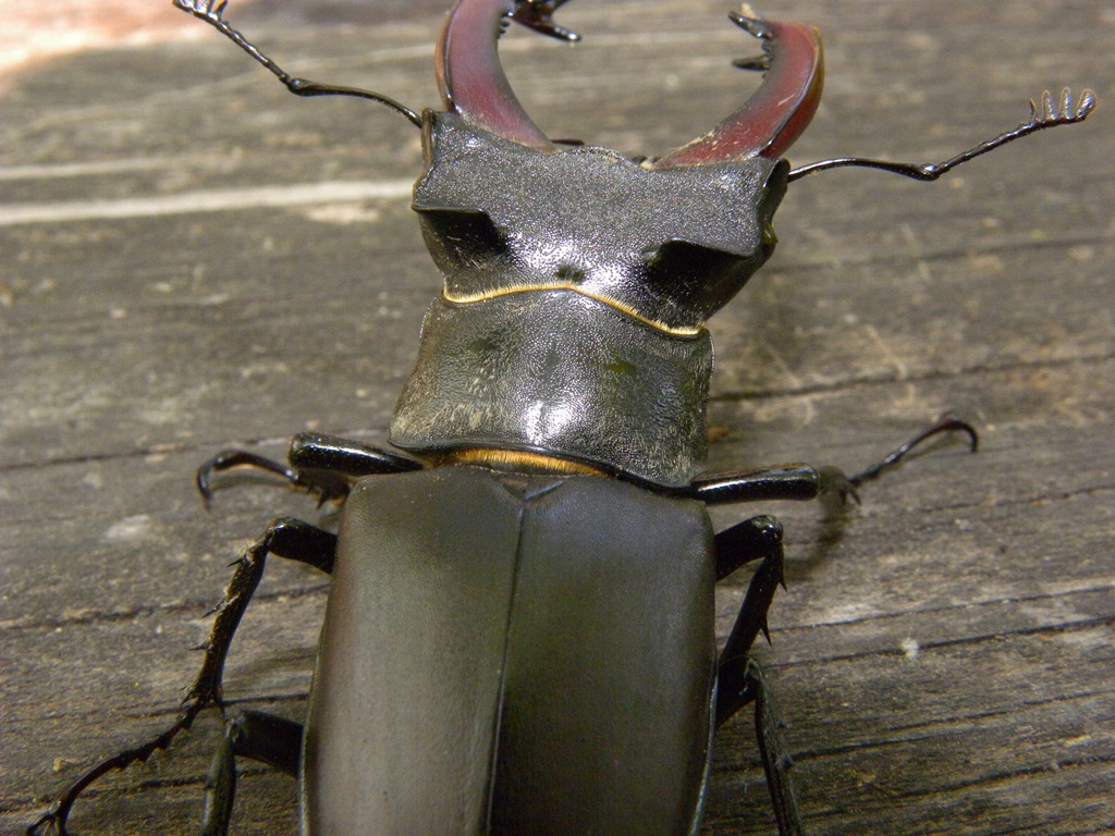 Lucanus cervus (Cervo volante)