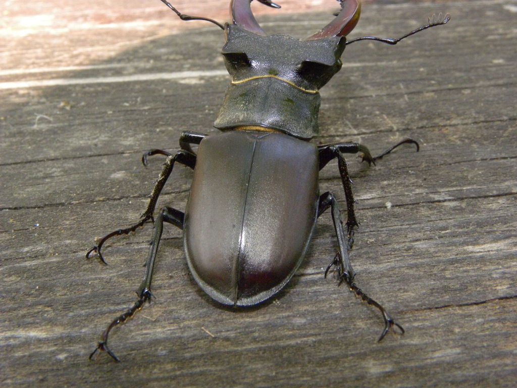 Lucanus cervus (Cervo volante)