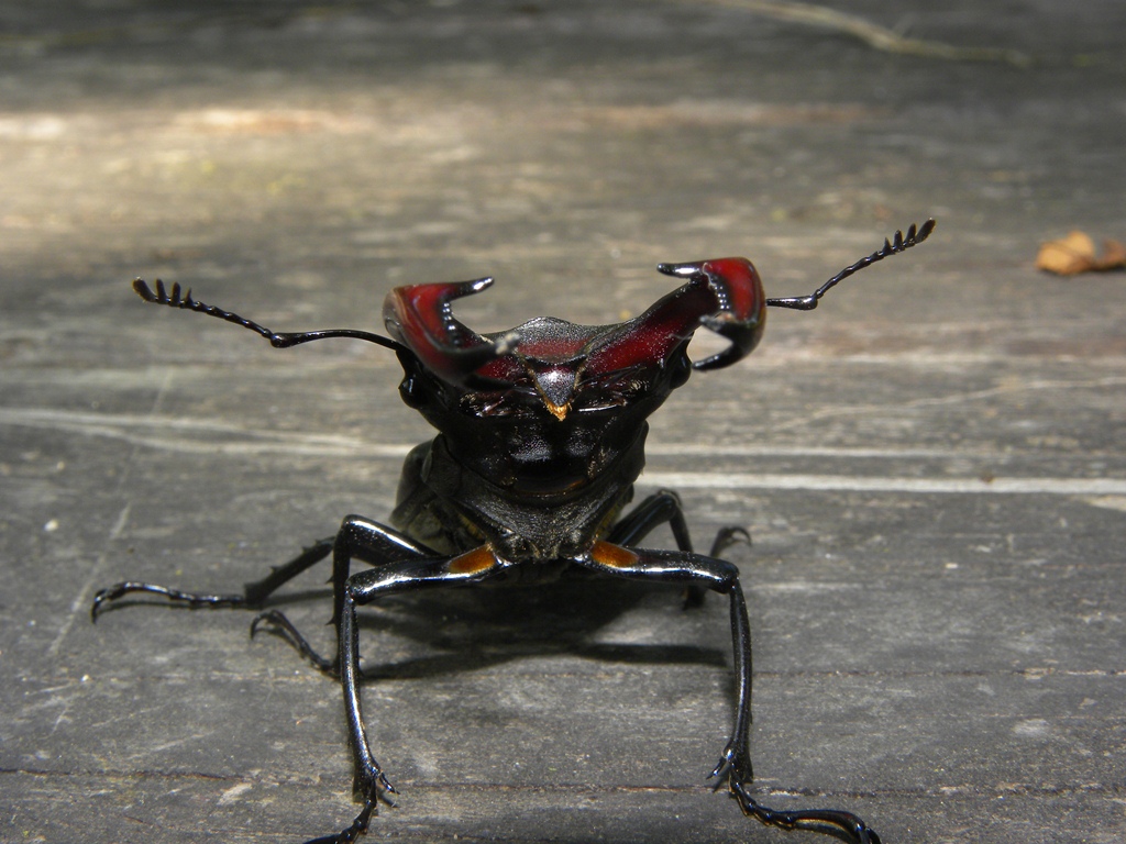 Lucanus cervus (Cervo volante)
