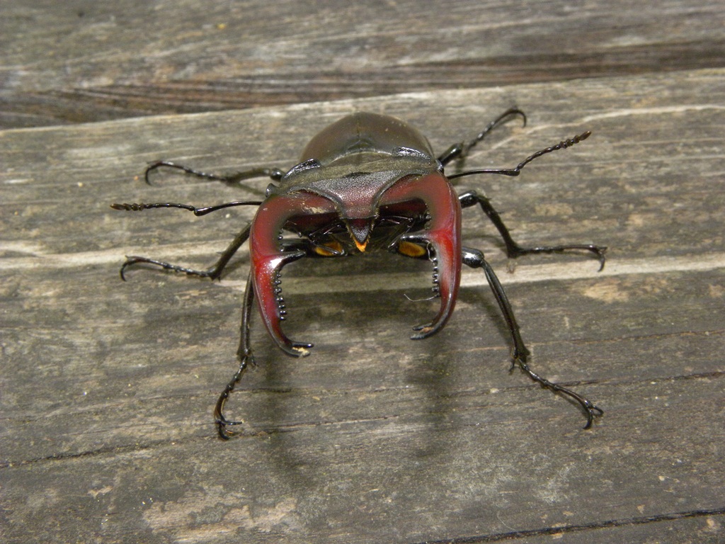 Lucanus cervus (Cervo volante)