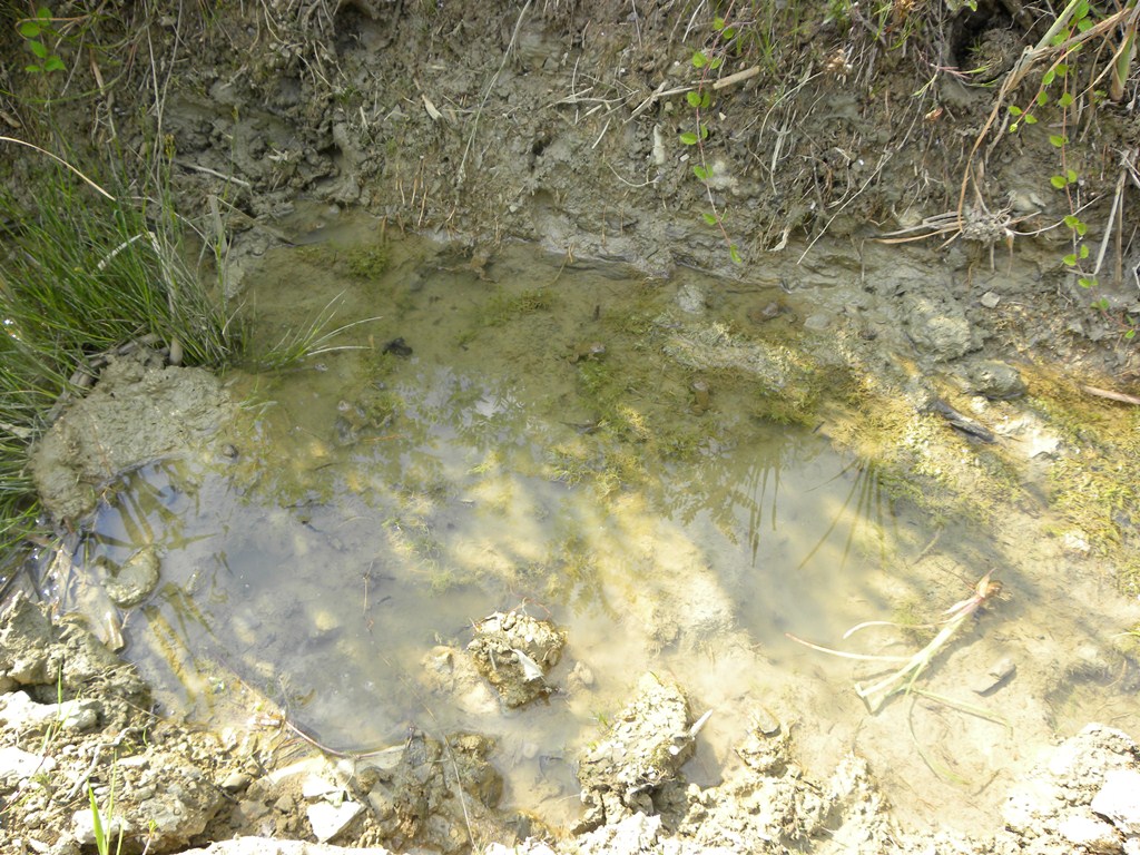 Ho visto un centinaio di ululoni (... e non erano soli)