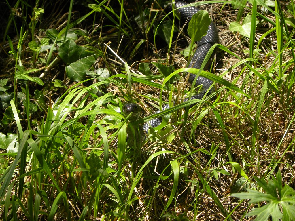 Hierophis viridiflavus