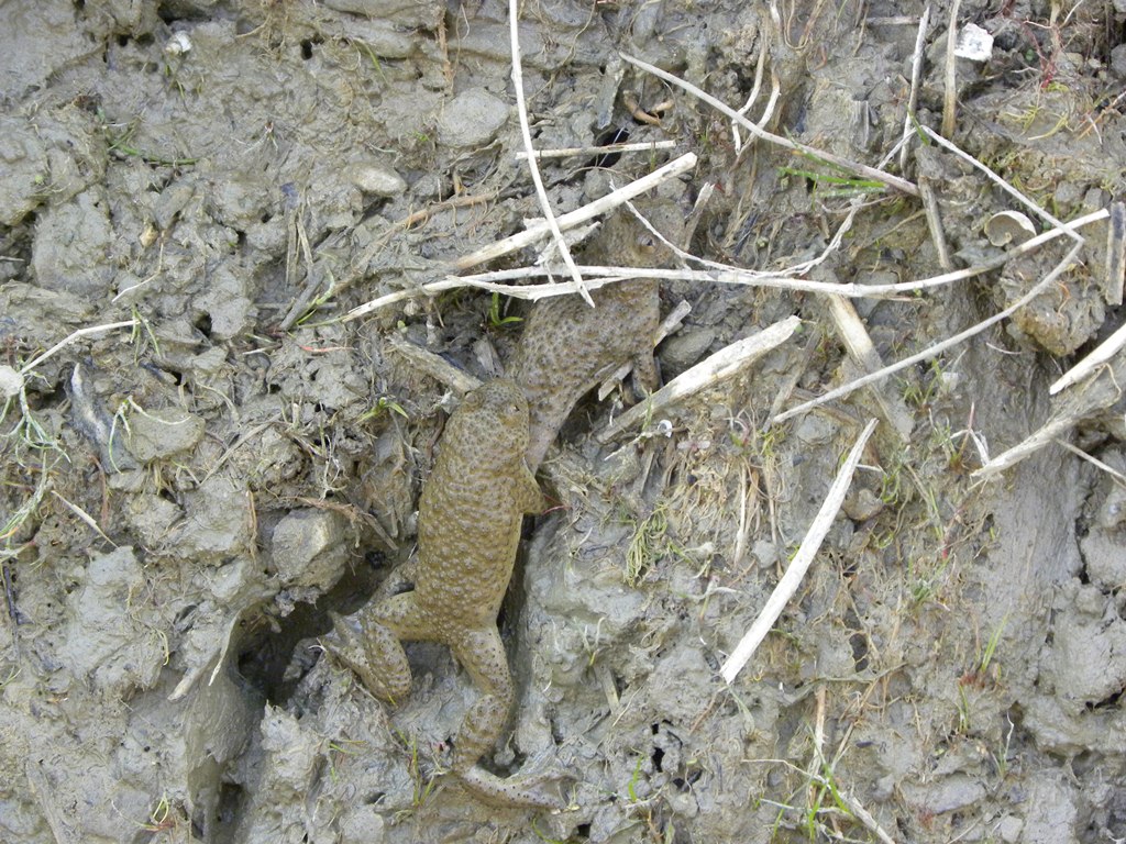 Ho visto un centinaio di ululoni (... e non erano soli)