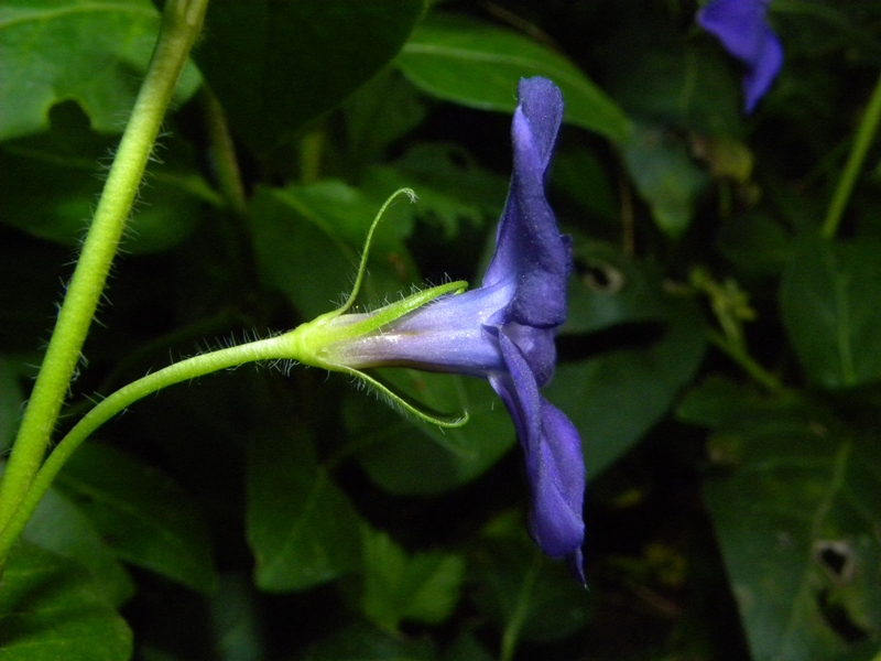 pervinca? - Vinca sp.