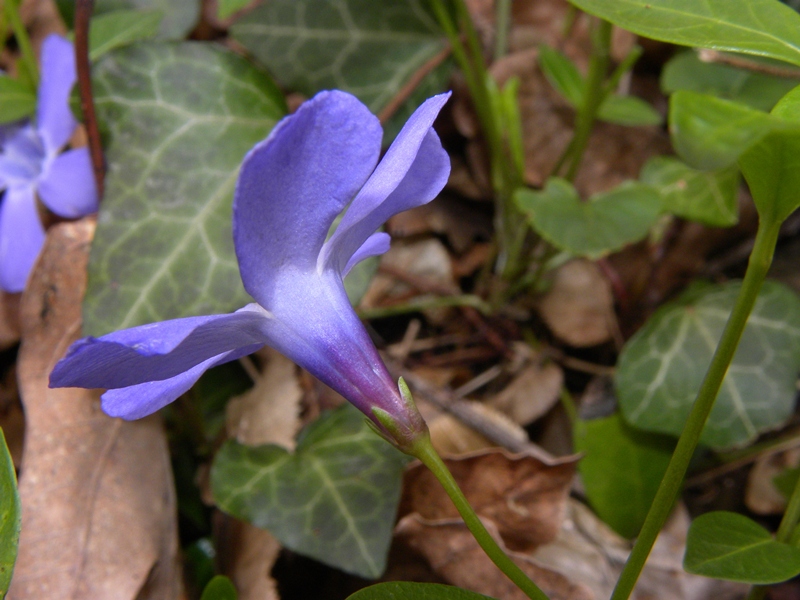 pervinca? - Vinca sp.