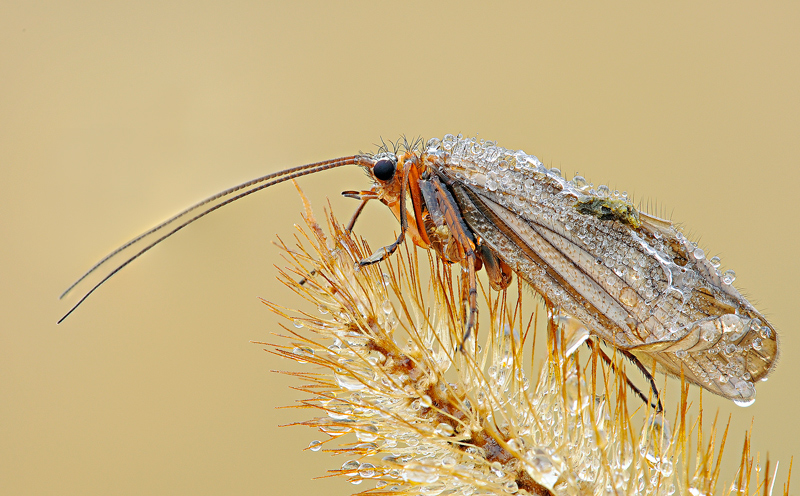Limnephilidae