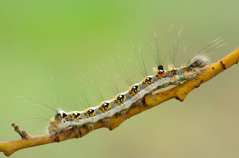 aiuto ID bruco - Acronicta (Triaena) tridens