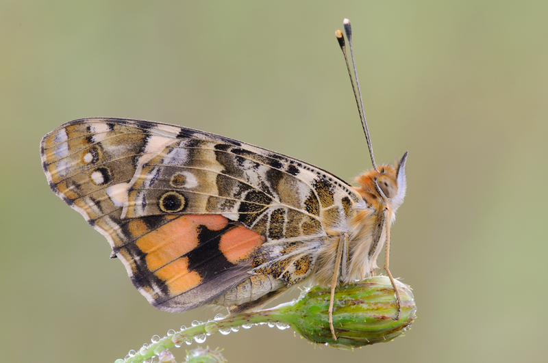 Vanessa cardui