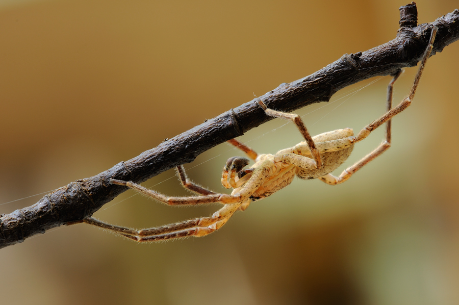 Zoropsis spinimana