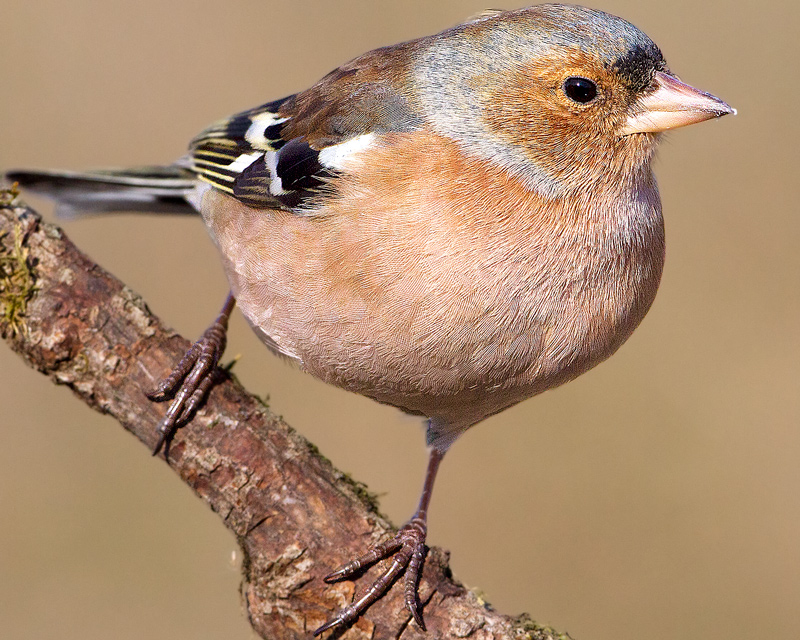 Fringuello - Fringilla coelebs