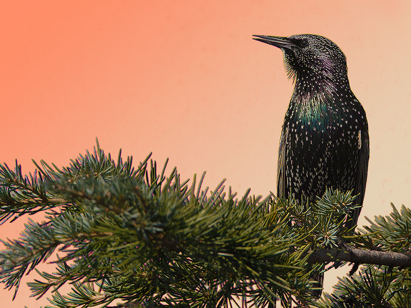Storno - Sturnus vulgaris