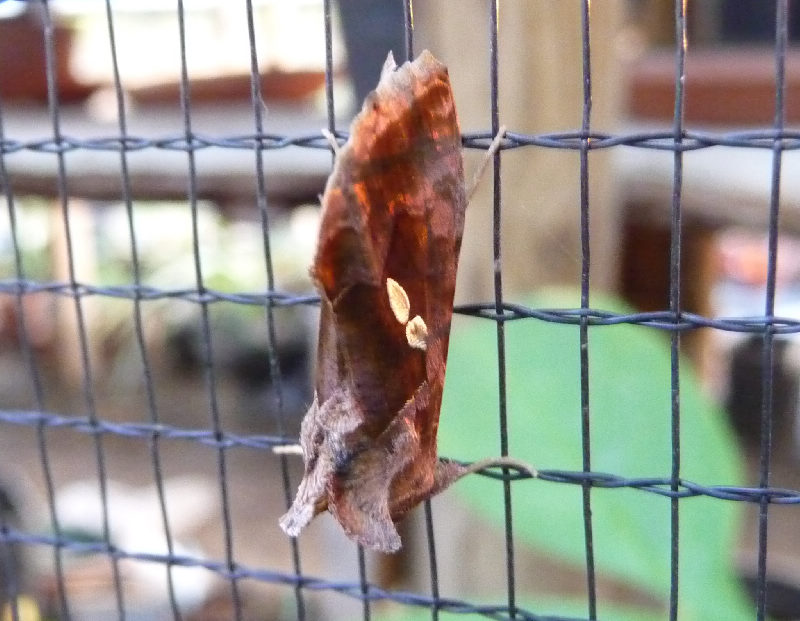 Chrysodeixis chalcites