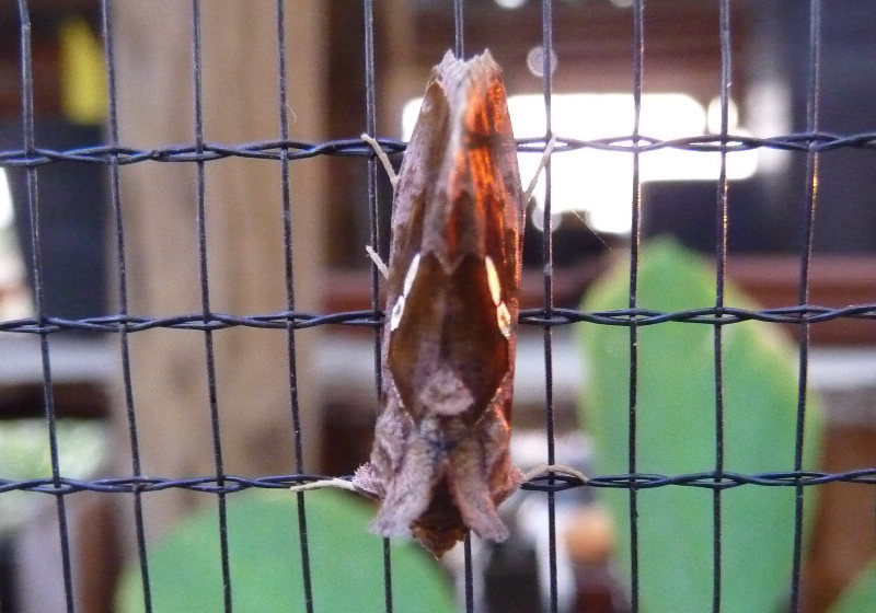 Chrysodeixis chalcites