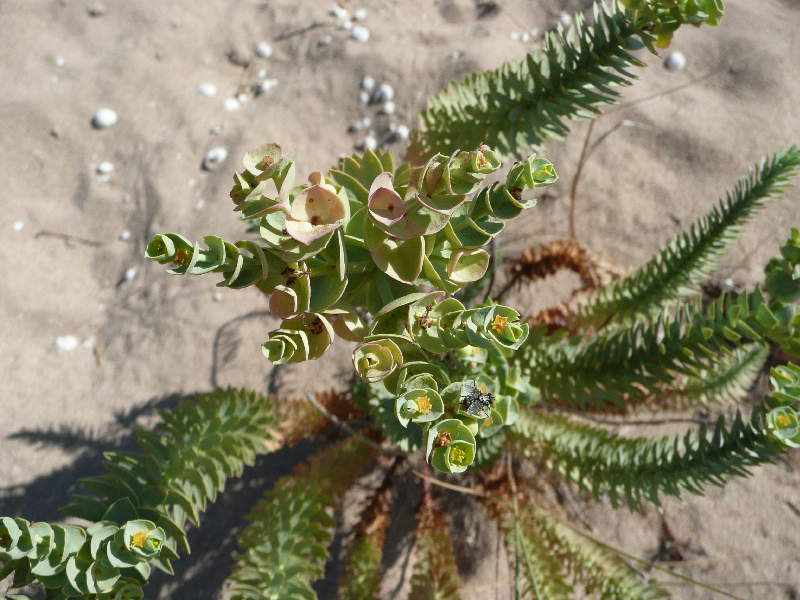 Piante della Puglia