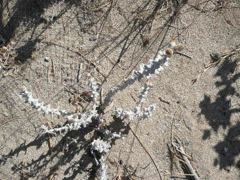 Piante della Puglia