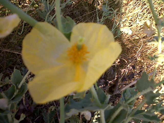 Glaucium flavum