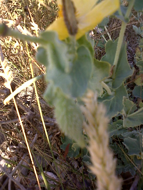 Glaucium flavum