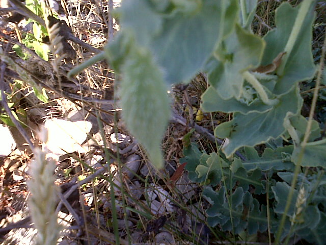 Glaucium flavum