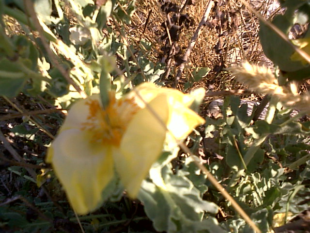 Glaucium flavum