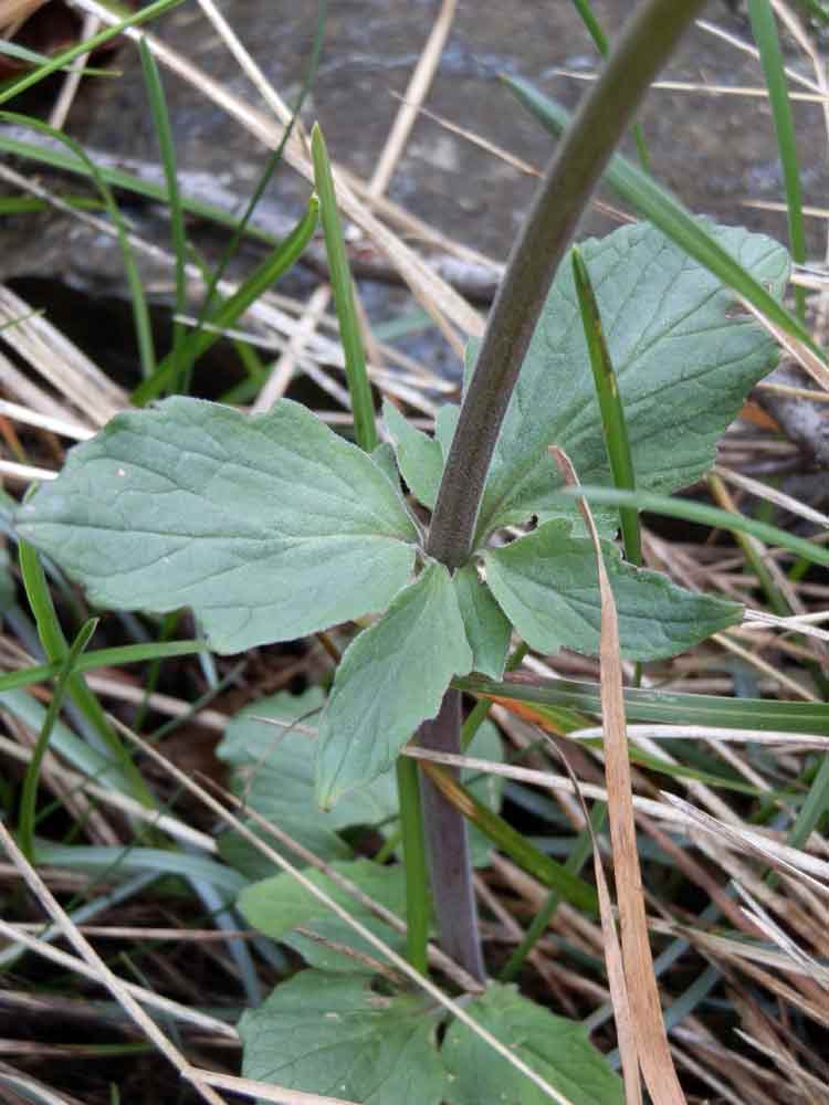 Appennino ligure: Valeriana tripteris