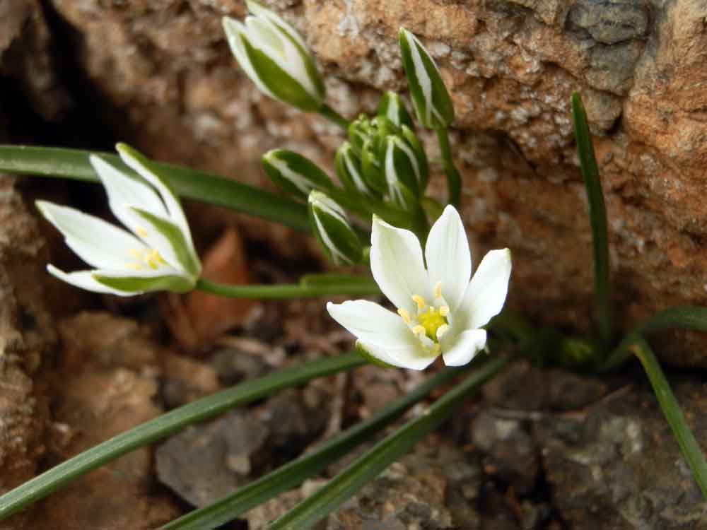 Appennino ligure 5 - Ornithogalum sp.