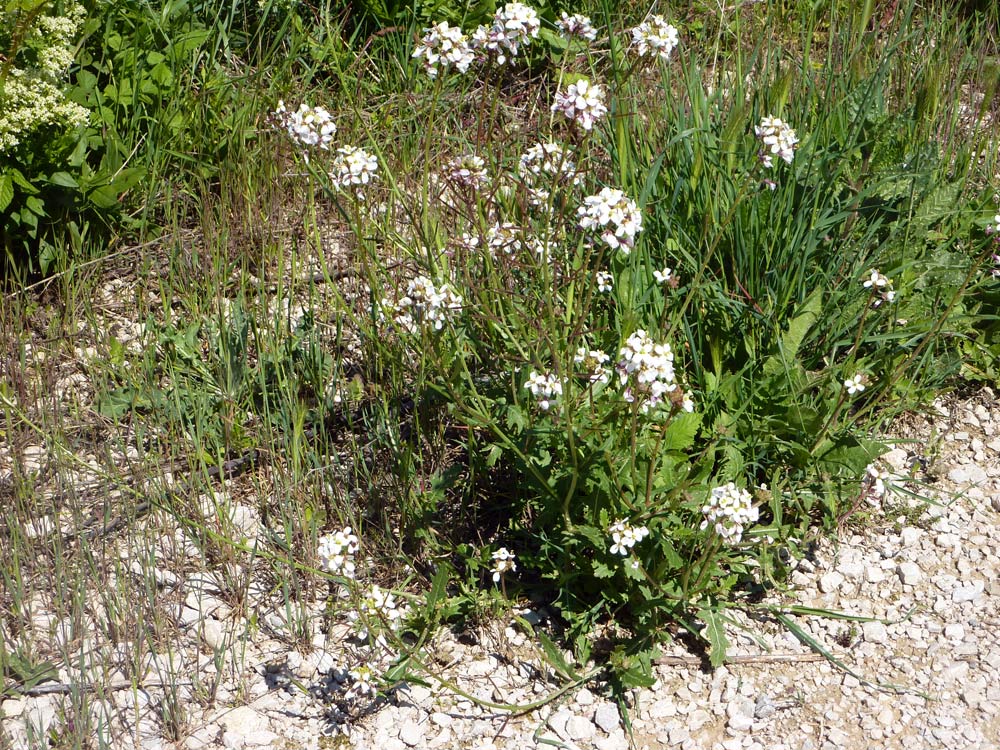 Diplotaxis erucoides