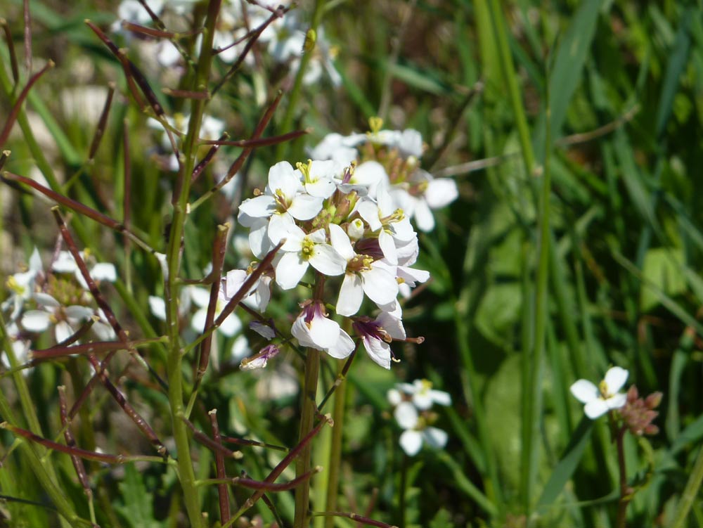 Diplotaxis erucoides