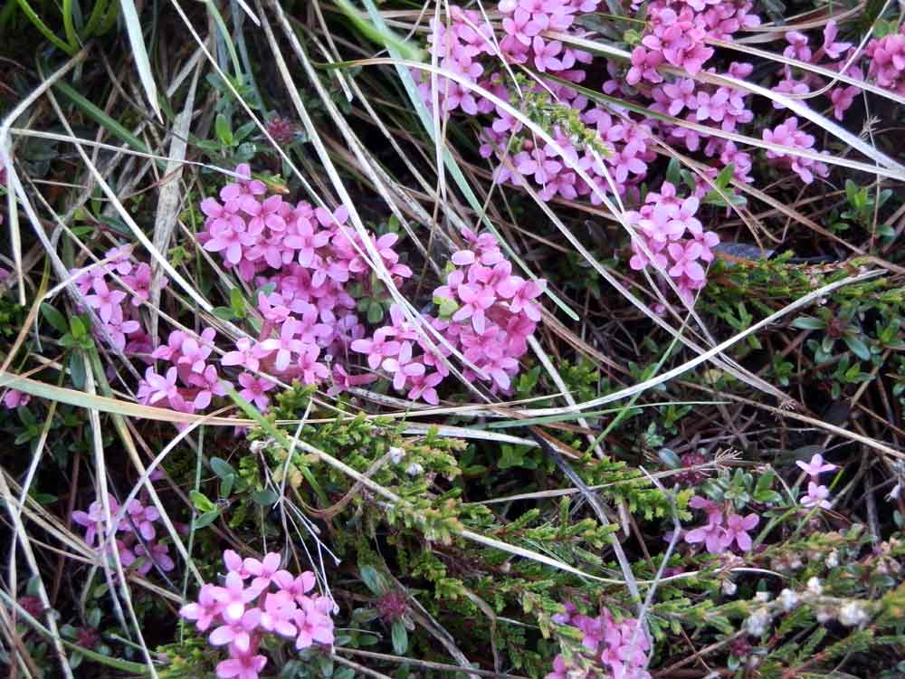 Appennino ligure - Daphne cneorum