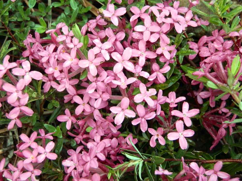 Appennino ligure - Daphne cneorum