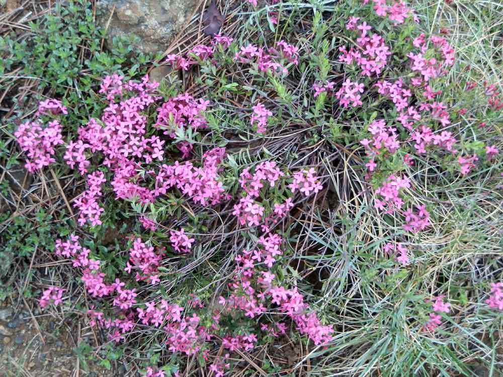 Appennino ligure - Daphne cneorum