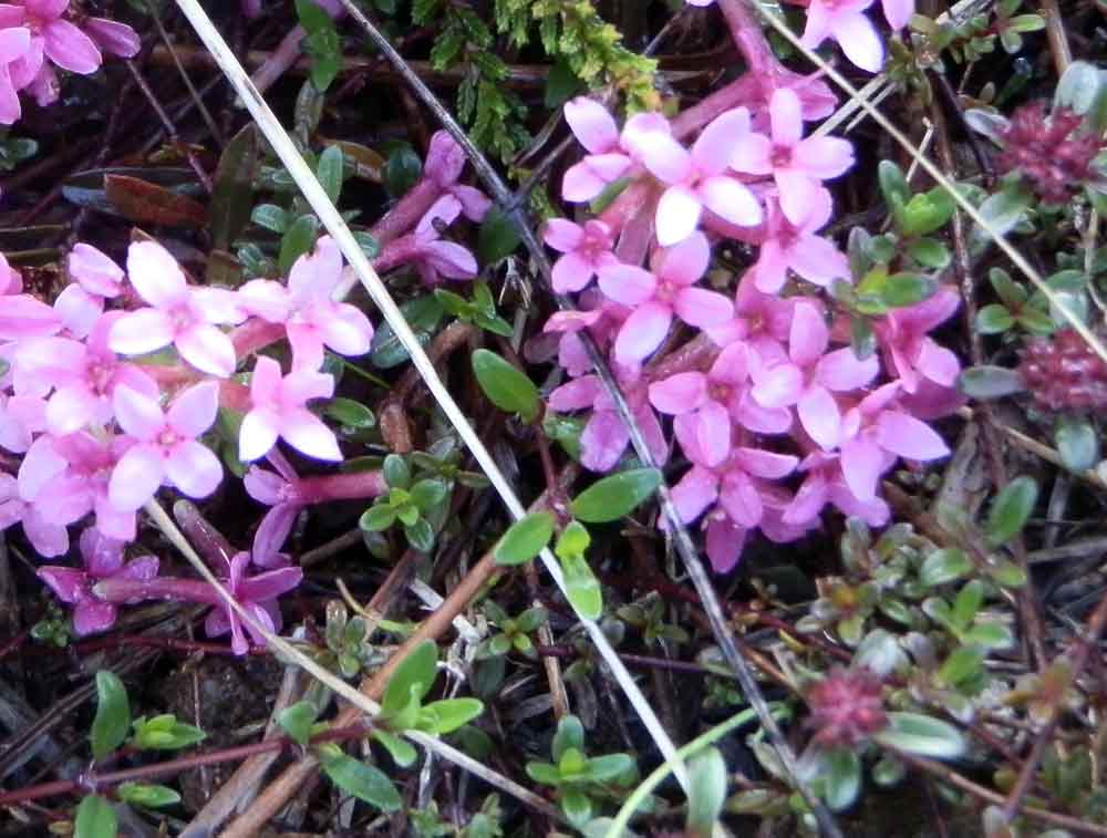 Appennino ligure - Daphne cneorum