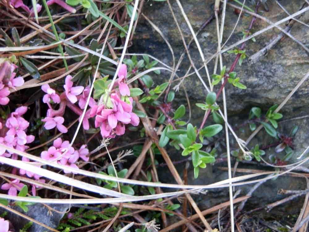 Appennino ligure - Daphne cneorum