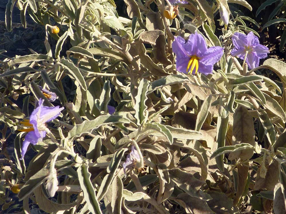 Solanum elaeagnifolium
