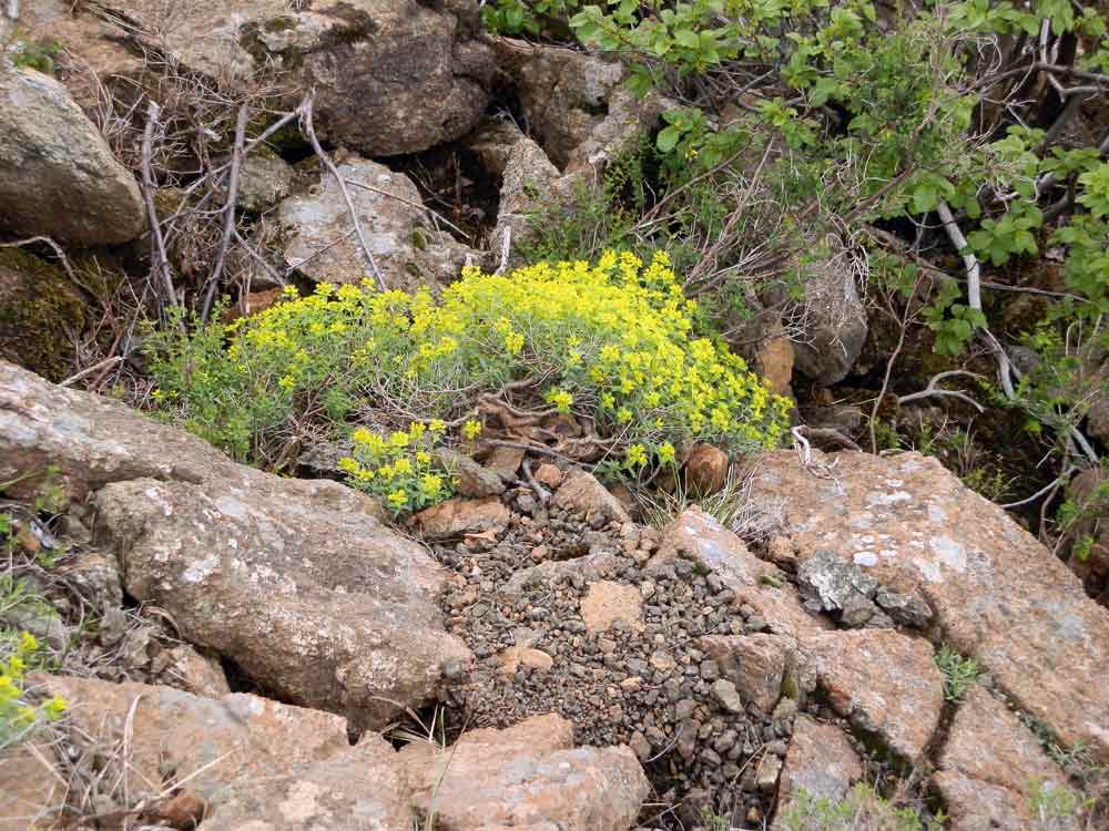 Euphorbia verrucosa (=E. brittingeri ) / Euforbia verrucosa