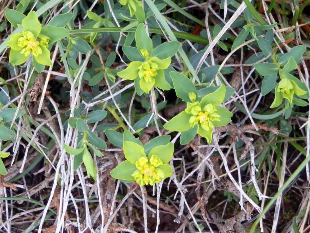 Euphorbia verrucosa (=E. brittingeri ) / Euforbia verrucosa