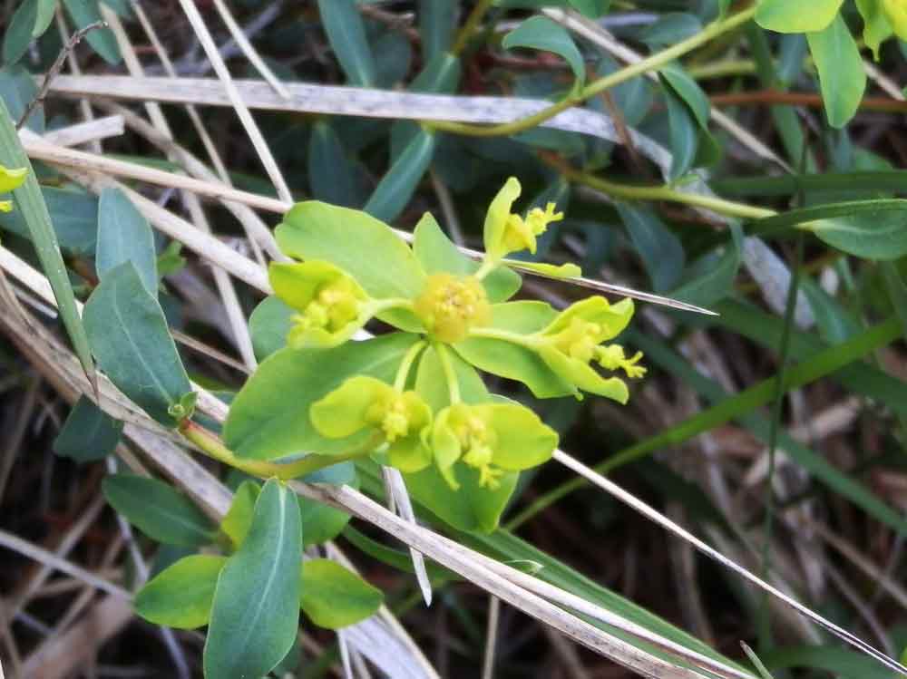 Euphorbia verrucosa (=E. brittingeri ) / Euforbia verrucosa