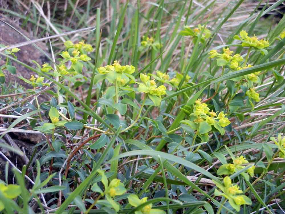 Euphorbia verrucosa (=E. brittingeri ) / Euforbia verrucosa