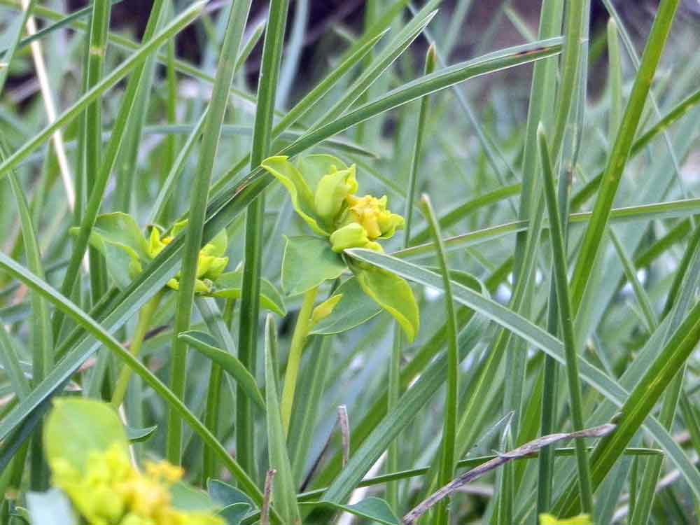 Euphorbia verrucosa (=E. brittingeri ) / Euforbia verrucosa